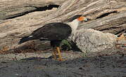 Caracara huppé