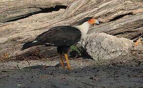 Crested Caracara
