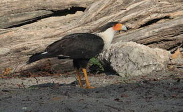 Caracara huppé