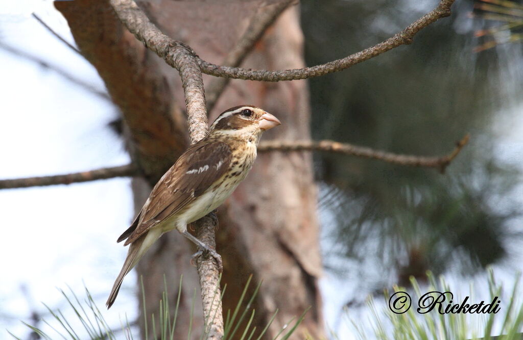 Rose-breasted Grosbeak female