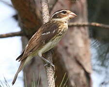 Rose-breasted Grosbeak