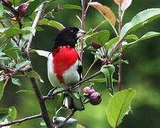 Cardinal à poitrine rose