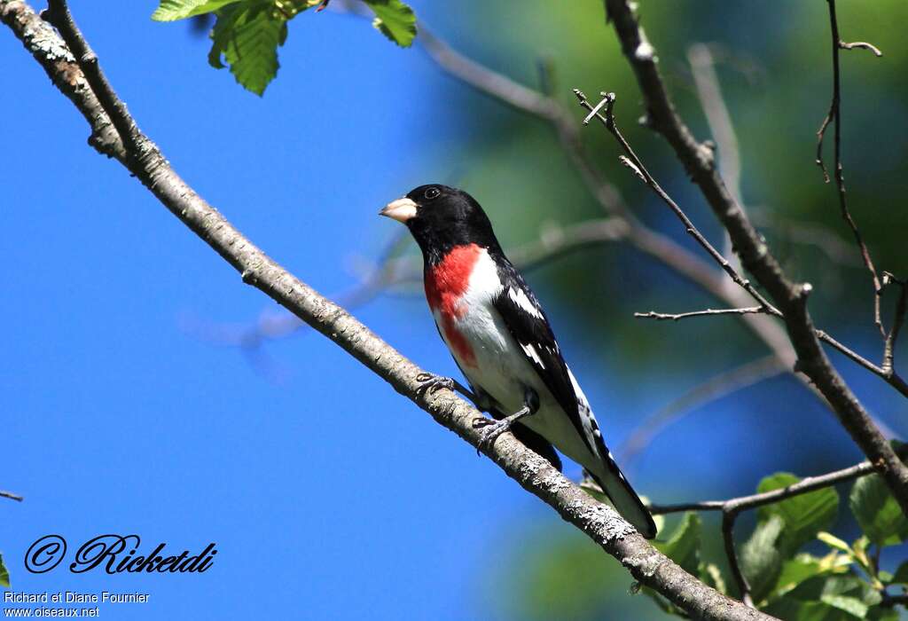 Rose-breasted Grosbeak male, habitat, pigmentation