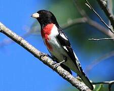 Rose-breasted Grosbeak