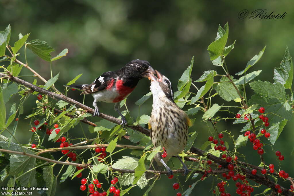 Cardinal à poitrine rose, Nidification