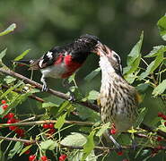 Rose-breasted Grosbeak