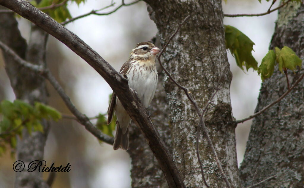 Rose-breasted Grosbeak female