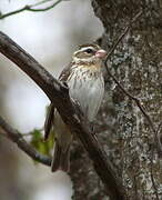 Rose-breasted Grosbeak