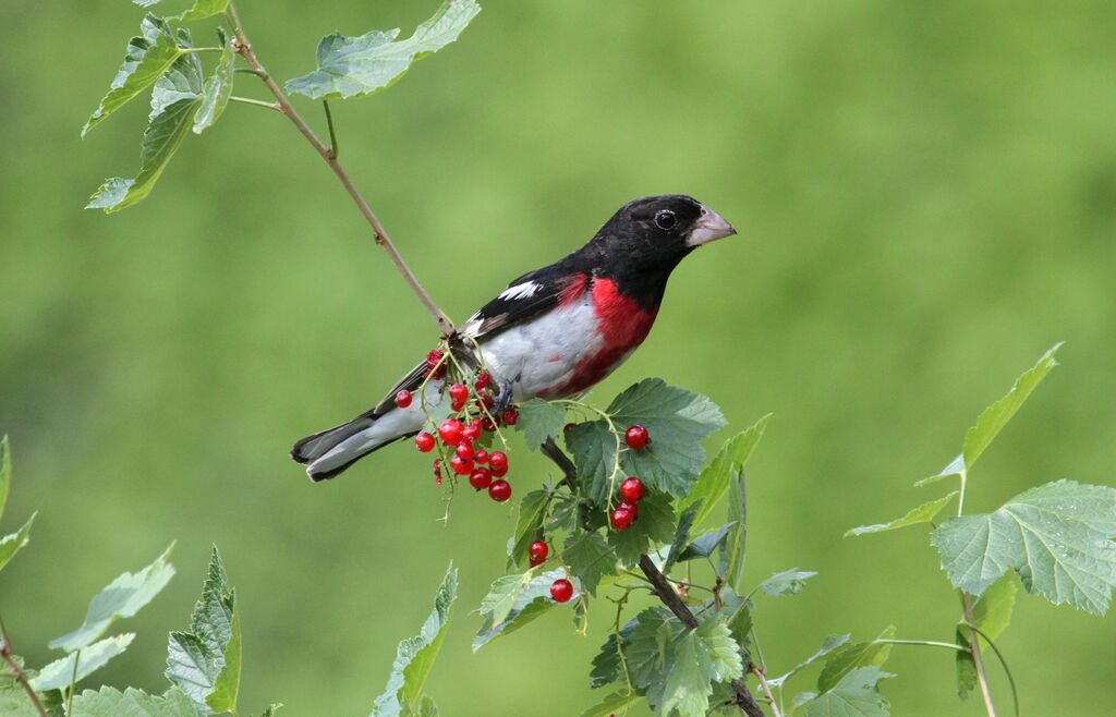 Rose-breasted Grosbeak male