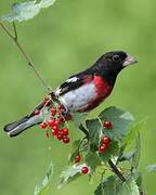 Rose-breasted Grosbeak