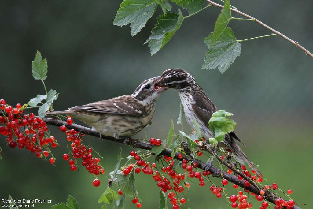 Rose-breasted Grosbeak, habitat, pigmentation, Reproduction-nesting