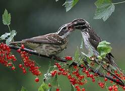 Rose-breasted Grosbeak