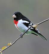 Rose-breasted Grosbeak