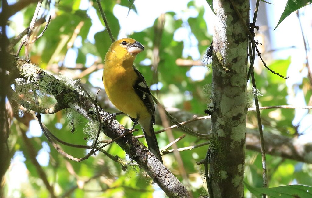 Cardinal à tête jaune