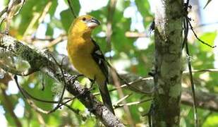 Cardinal à tête jaune