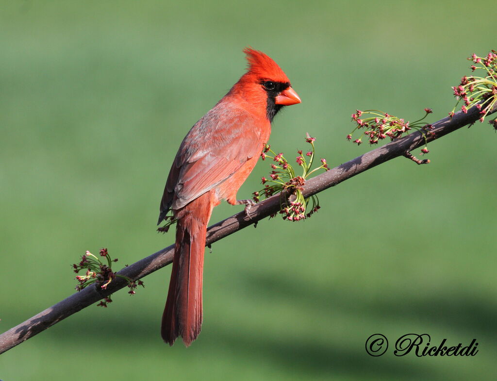 Cardinal rouge mâle