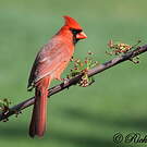 Cardinal rouge