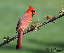 Northern Cardinal