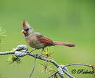 Cardinal rouge