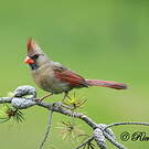 Cardinal rouge
