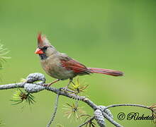 Northern Cardinal