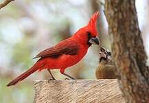 Cardinal vermillon