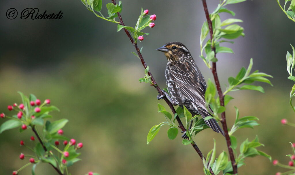 Red-winged Blackbird female, identification