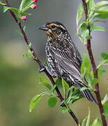 Red-winged Blackbird