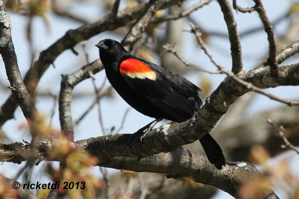 Red-winged Blackbird male