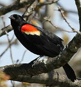 Red-winged Blackbird