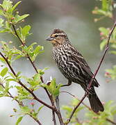 Red-winged Blackbird