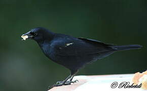 Red-shouldered Blackbird