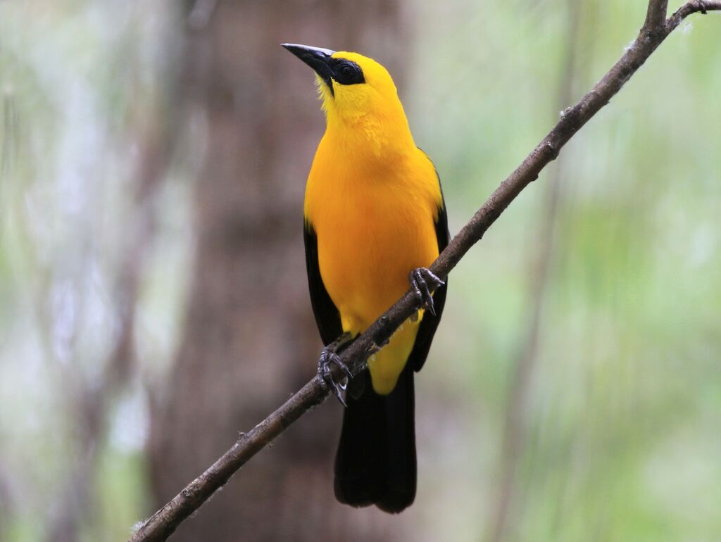 Oriole Blackbird