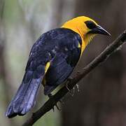 Oriole Blackbird