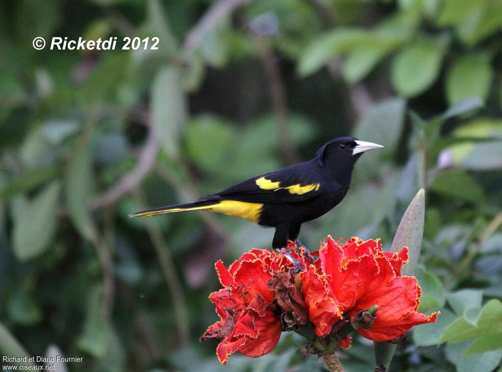 Mexican Caciqueadult, identification