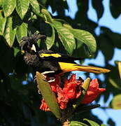 Mexican Cacique