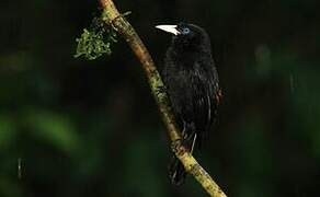 Scarlet-rumped Cacique