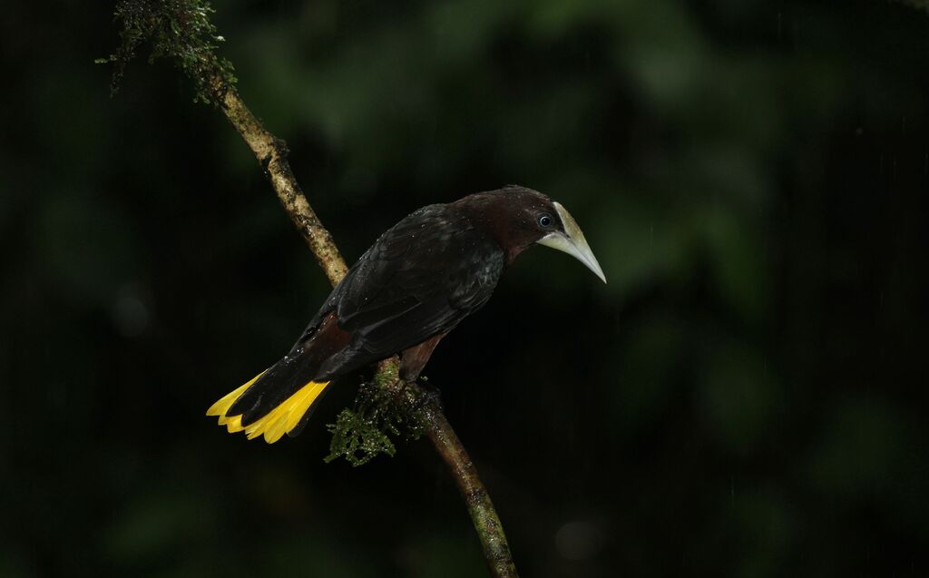 Chestnut-headed Oropendolaadult