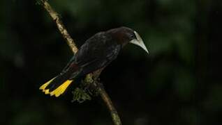 Chestnut-headed Oropendola