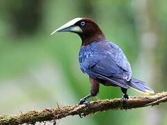 Chestnut-headed Oropendola