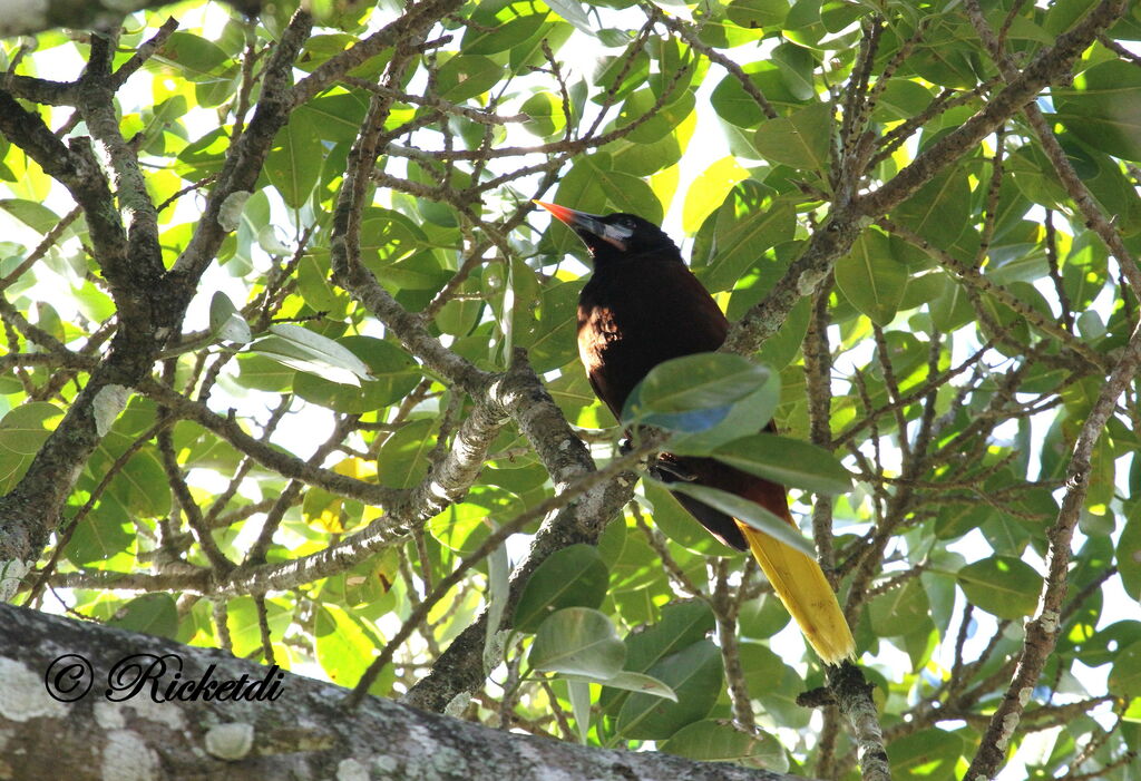 Montezuma Oropendola