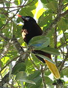 Montezuma Oropendola