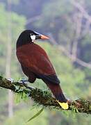 Montezuma Oropendola