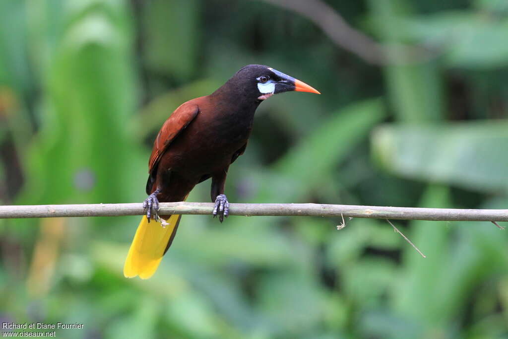 Montezuma Oropendola, identification