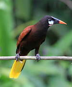 Montezuma Oropendola