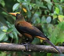 Russet-backed Oropendola