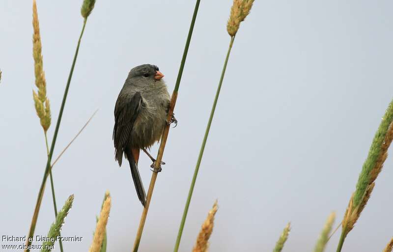 Plain-colored Seedeater male adult, Behaviour