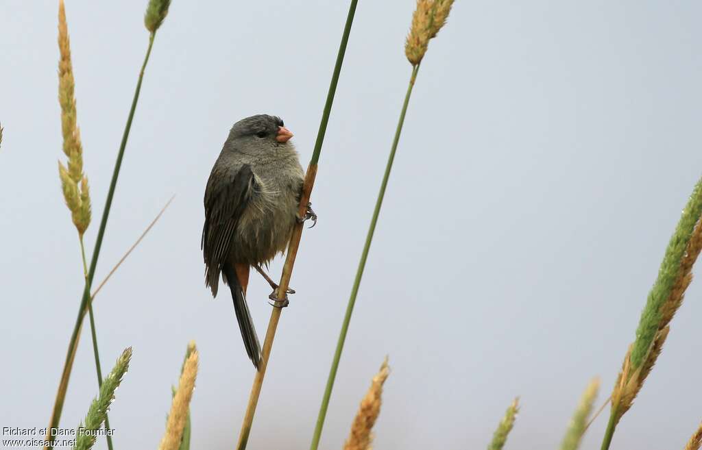 Plain-colored Seedeater male adult, Behaviour