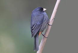 Plain-colored Seedeater