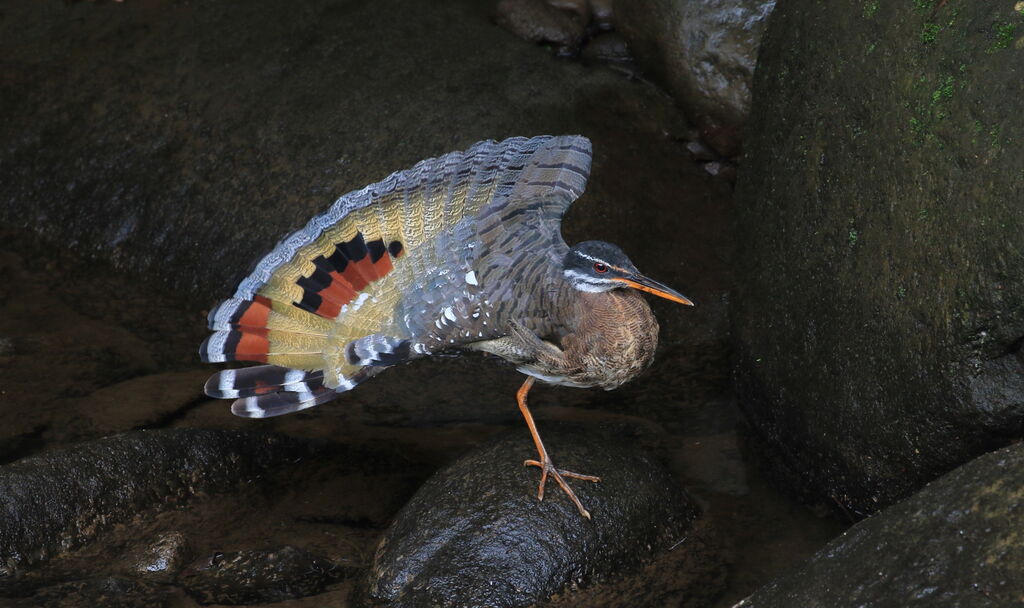 Sunbittern